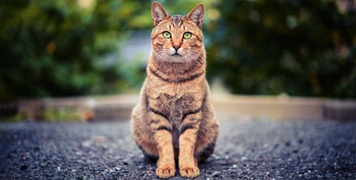 Essay-on-Cat-in-English-Language