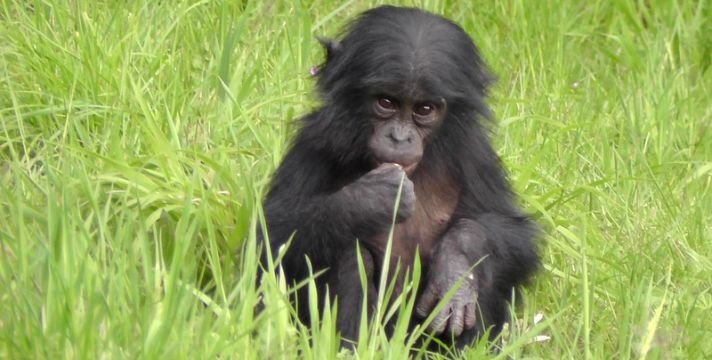 Kindness to Animals Essay in English