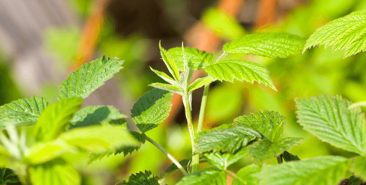 The Spring Season Essay in English